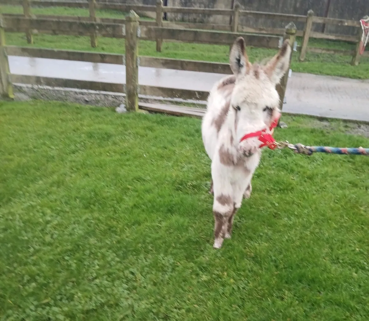 Miniature Donkey Filly Foal - Image 4
