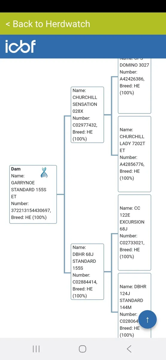 Hereford bull - Image 4