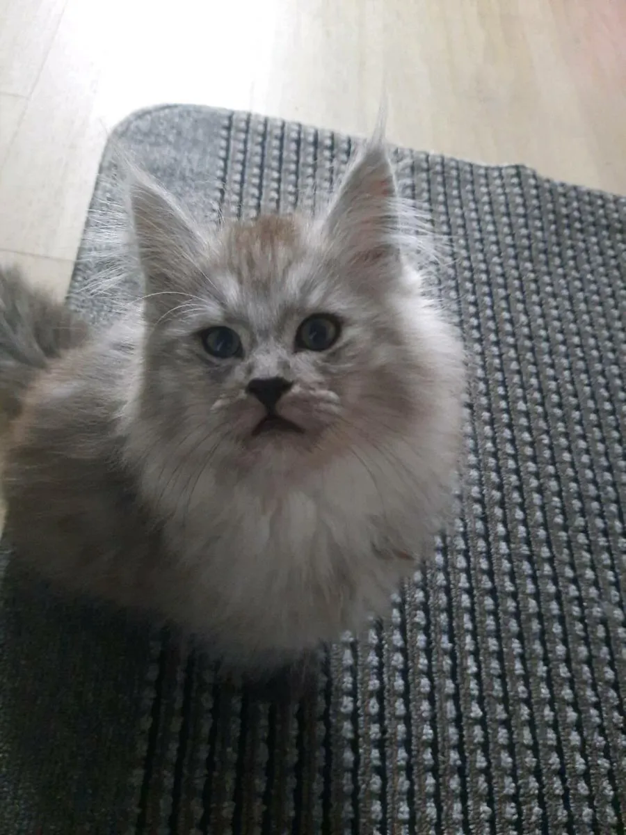 Maine coon× ragdoll - Image 1
