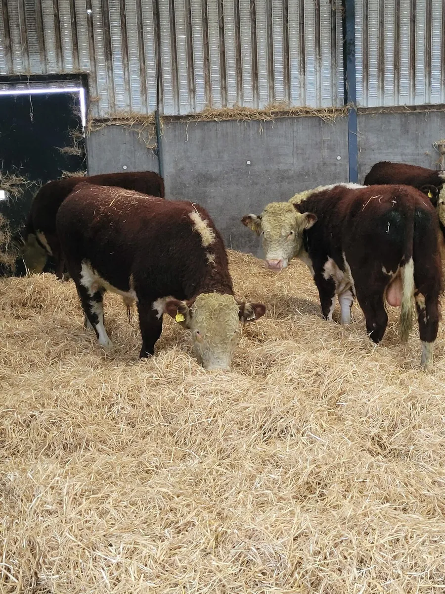 Pbr Hereford bulls - Image 1