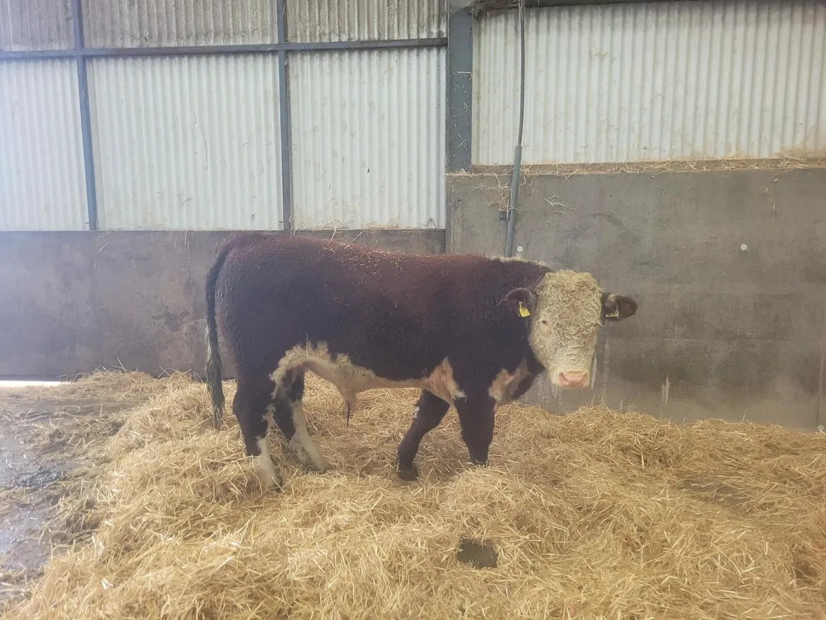 Pbr Hereford bulls - Image 2
