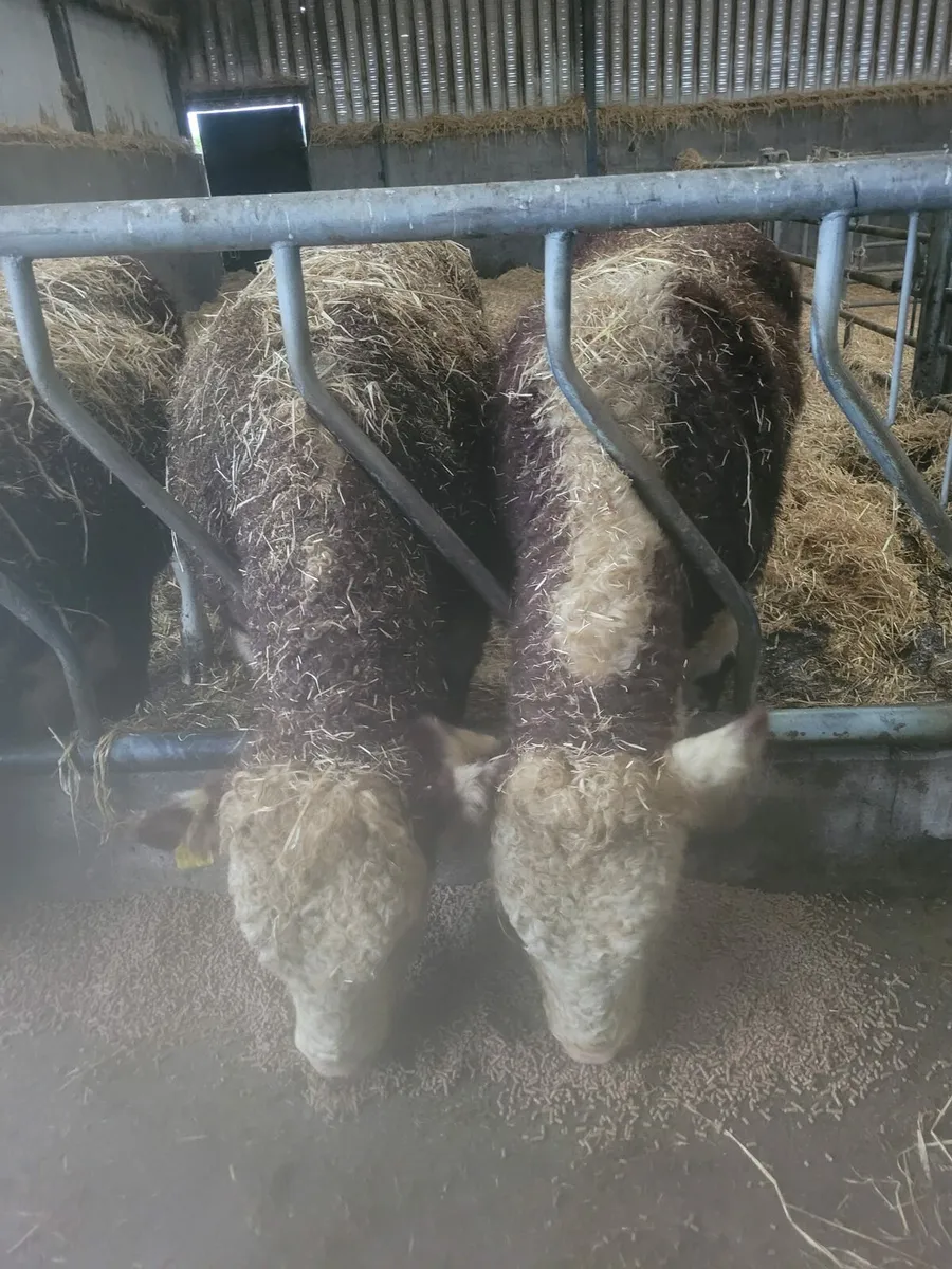 Pbr Hereford bulls - Image 3