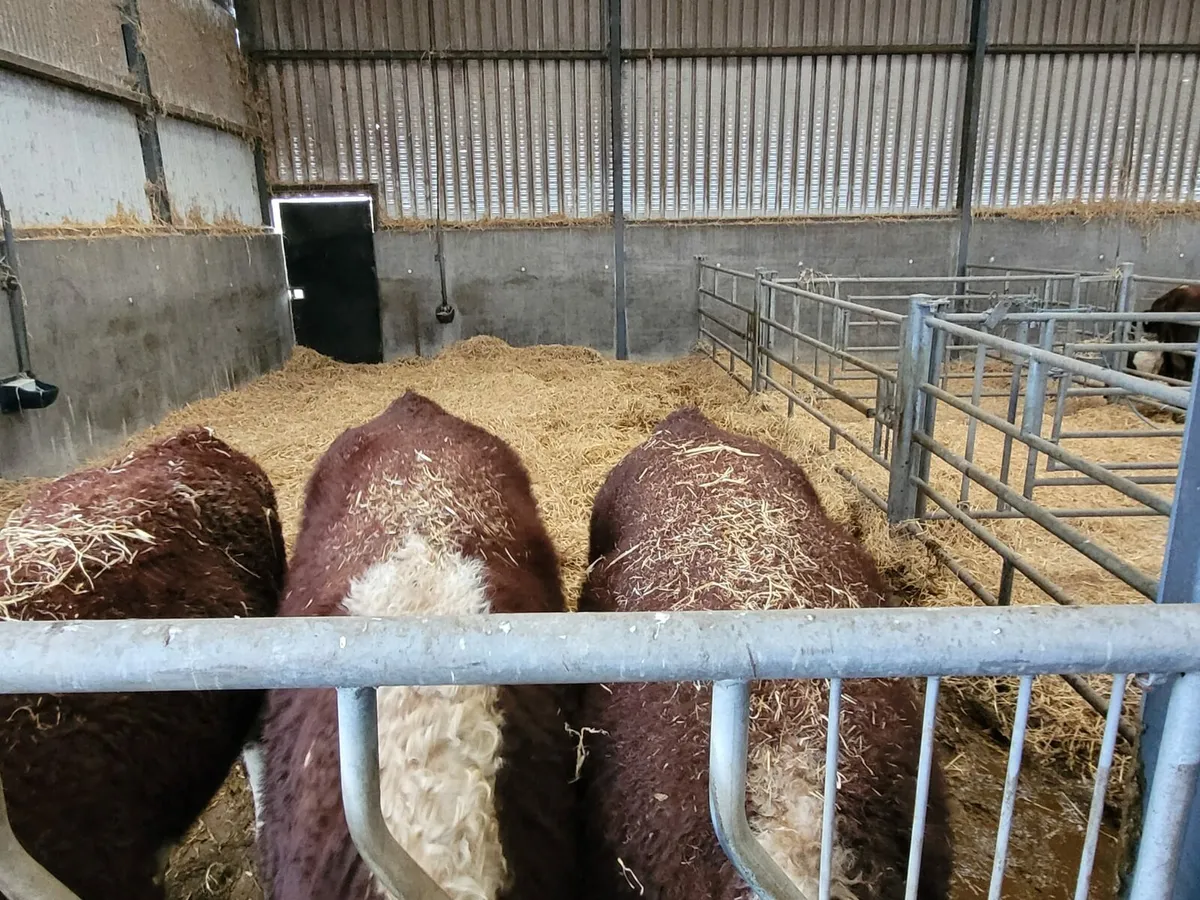 Pbr Hereford bulls - Image 4