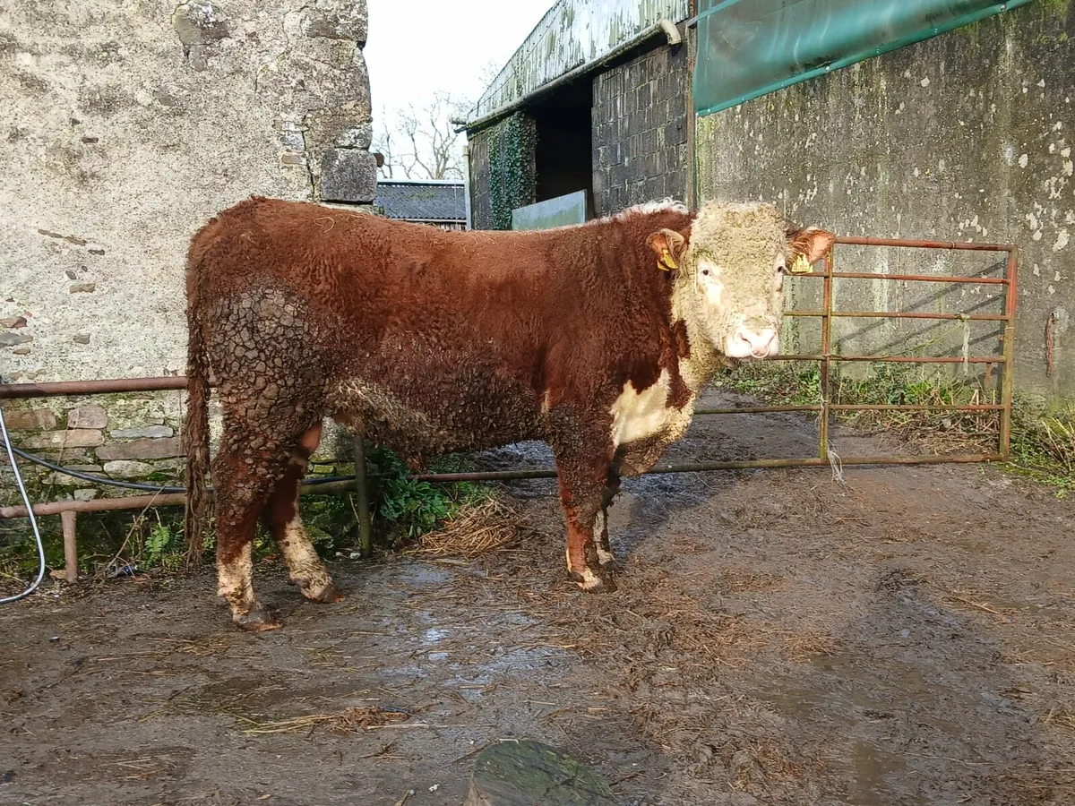 Hereford bull - Image 2