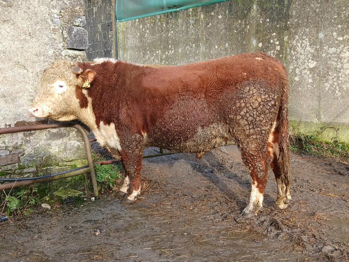 Hereford bull - Image 3