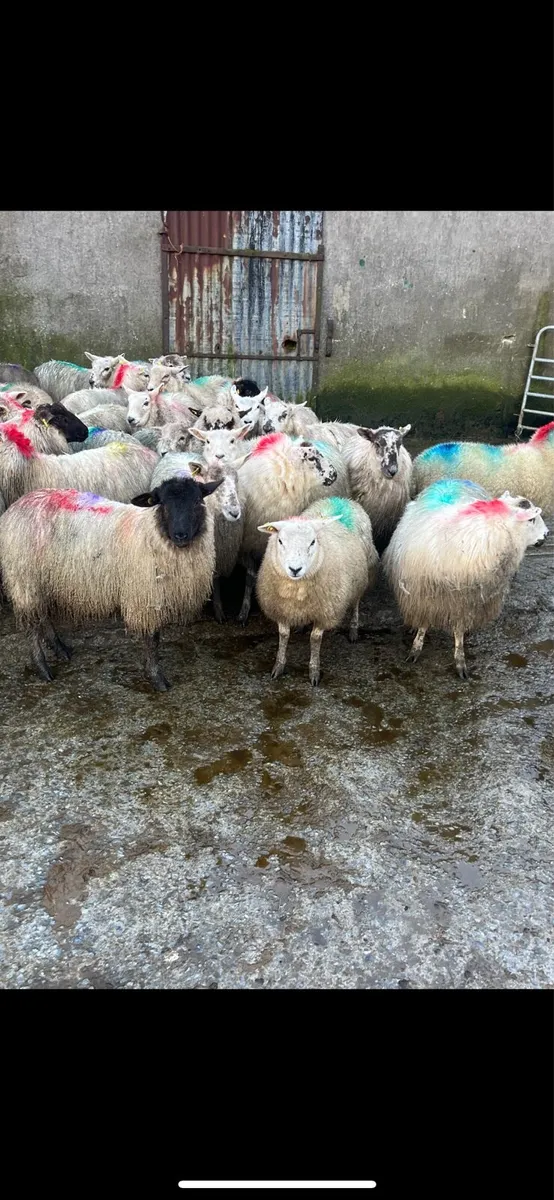 Lowland ewe lambs - Image 1