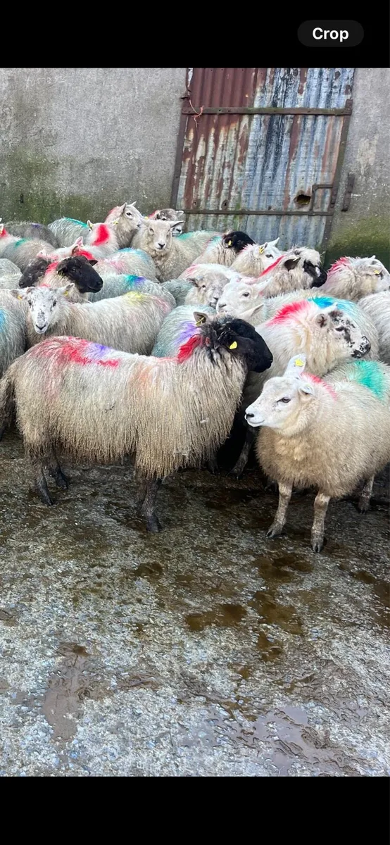 Lowland ewe lambs - Image 2