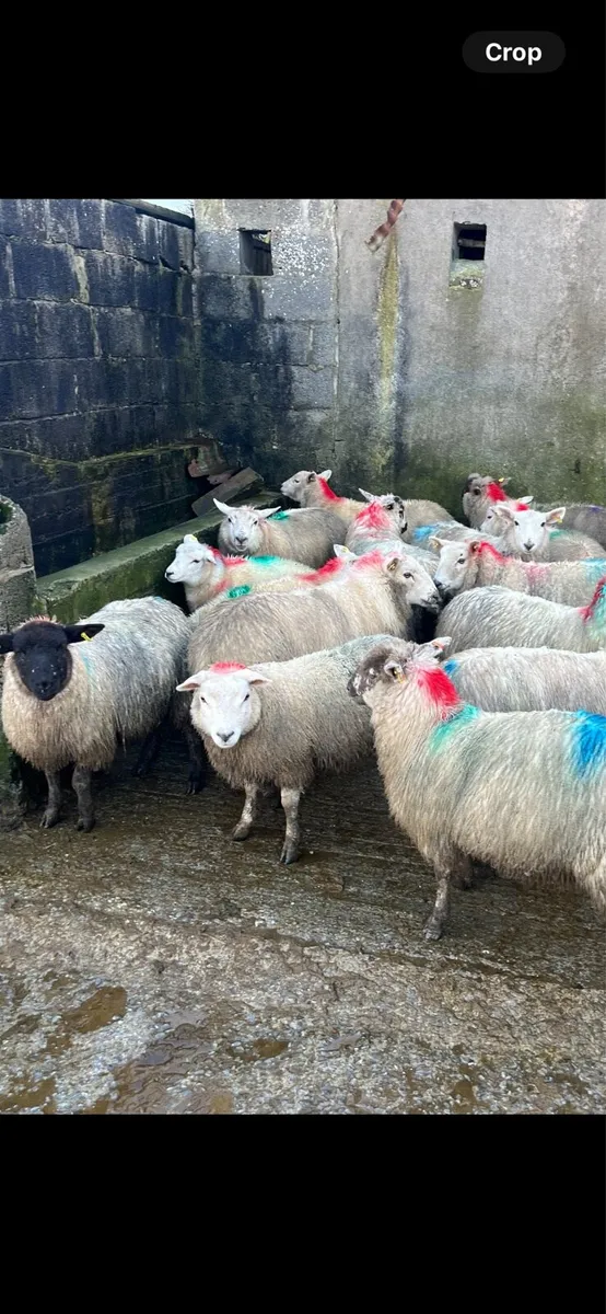 Lowland ewe lambs - Image 3