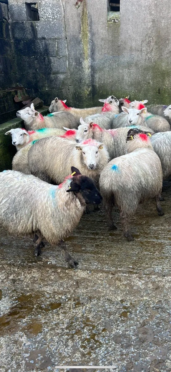 Lowland ewe lambs - Image 4