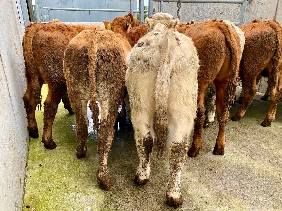 10 Cheap Continental Bulls - Image 4