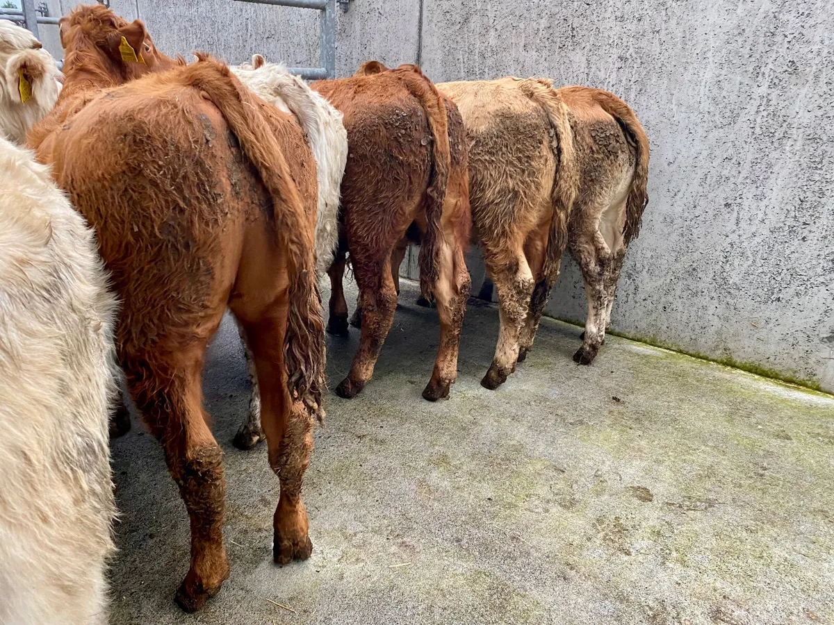 10 Cheap Continental Bulls - Image 3