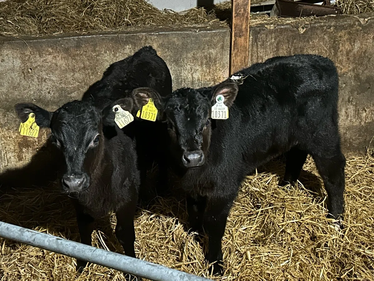 Proper AA Heifer Sucks - Image 1