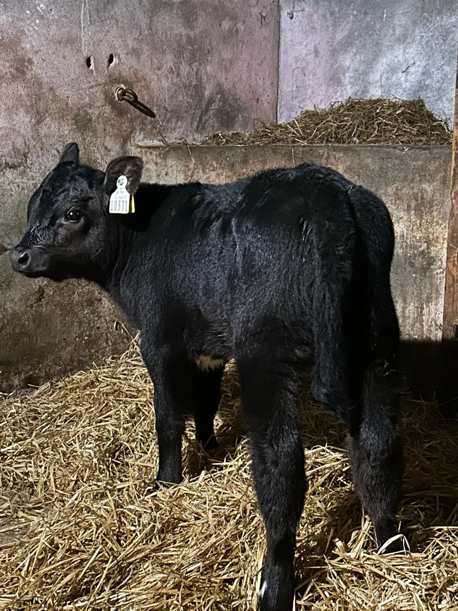Proper AA Heifer Sucks - Image 2