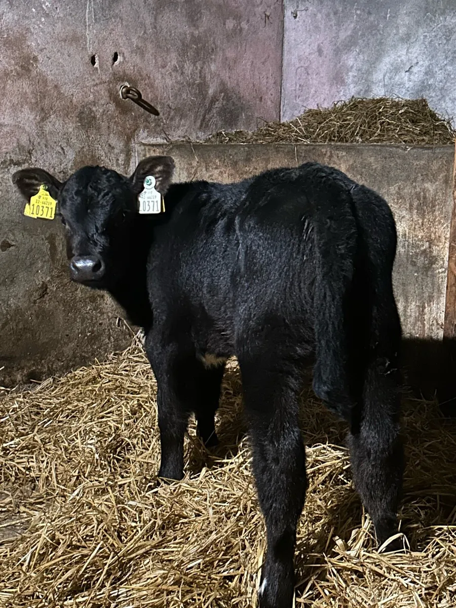 Proper AA Heifer Sucks - Image 3