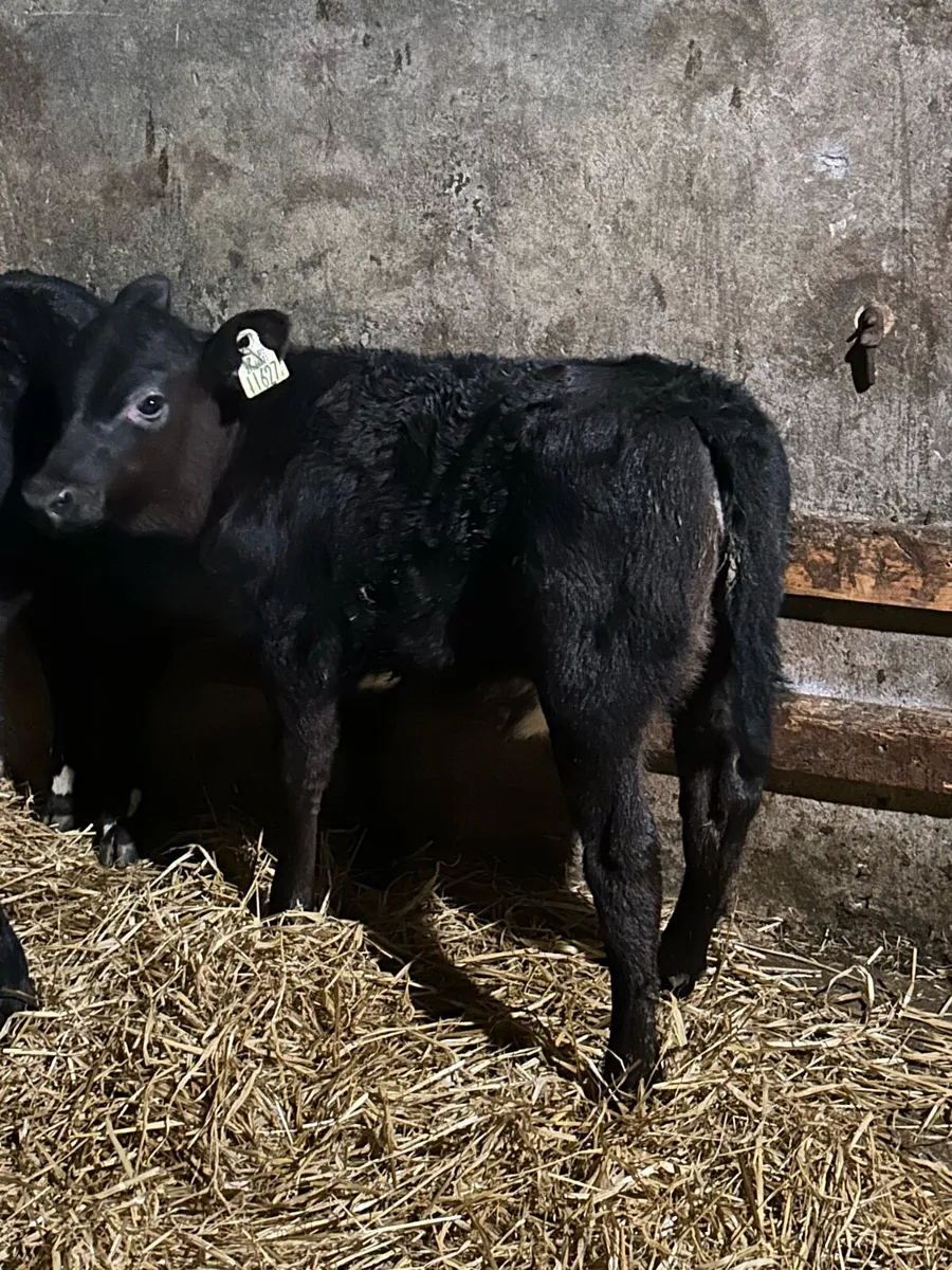 Proper AA Heifer Sucks - Image 4