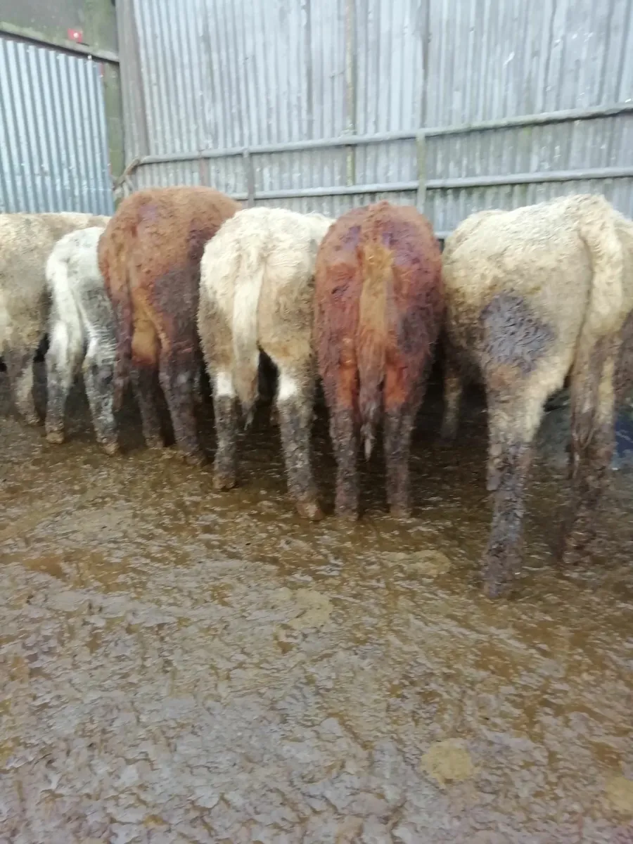 Bull weanlings  for sale - Image 1