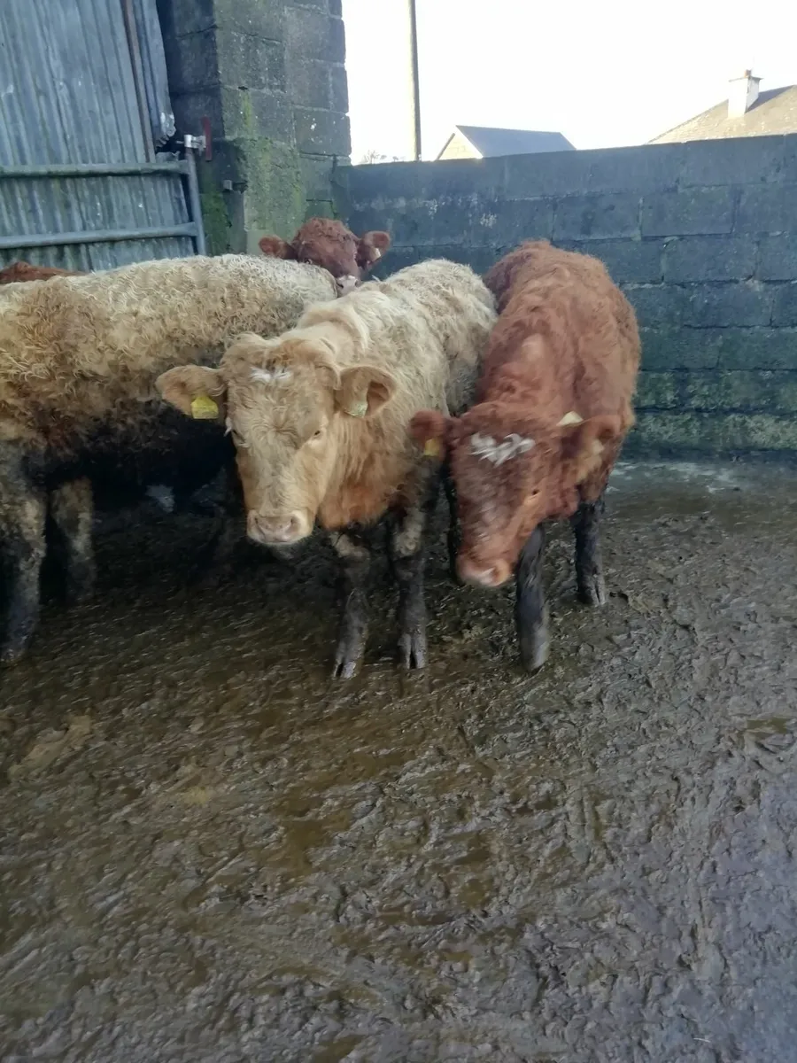 Bull weanlings  for sale - Image 2
