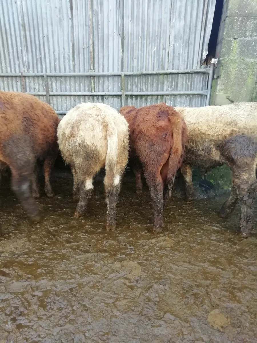 Bull weanlings  for sale - Image 3