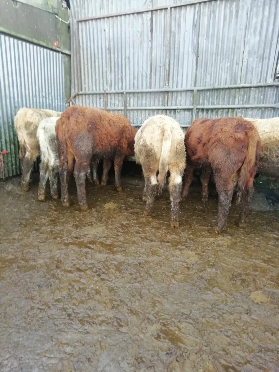 Bull weanlings  for sale - Image 4