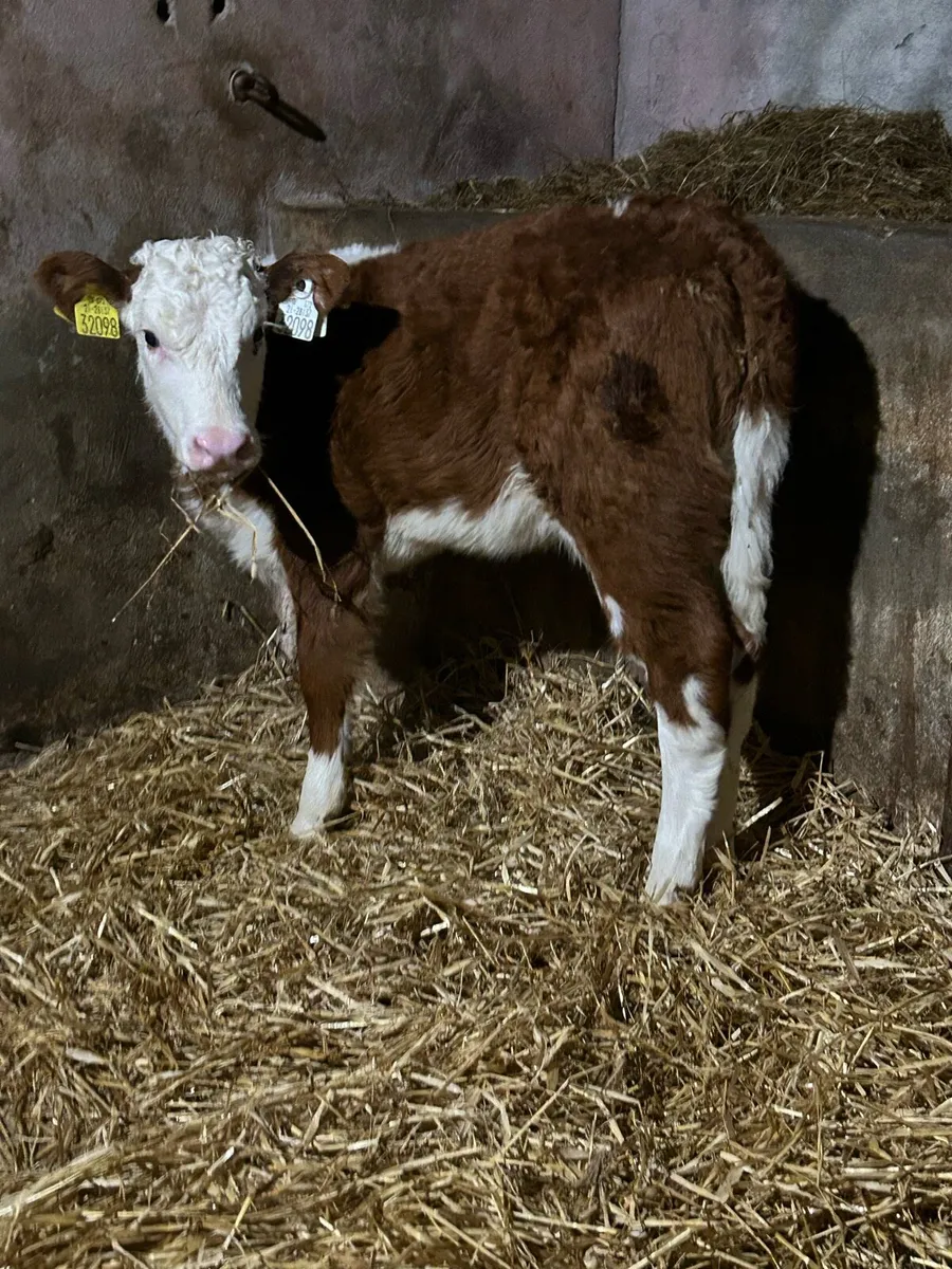 Serious Red Whitehead Heifer - Image 1