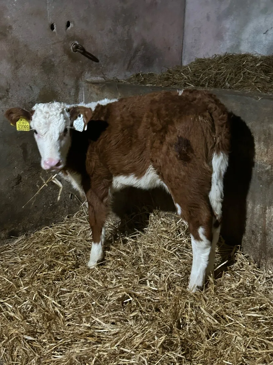 Serious Red Whitehead Heifer - Image 2
