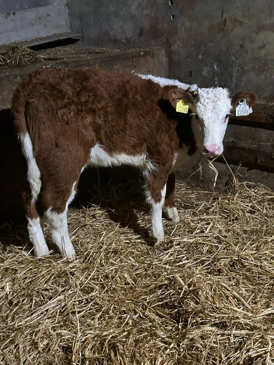 Serious Red Whitehead Heifer - Image 3
