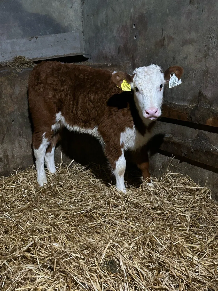 Serious Red Whitehead Heifer - Image 4