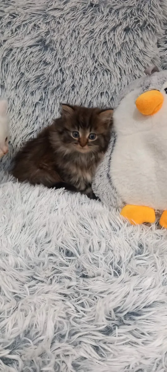 Beautiful long-haired kittens - Image 1