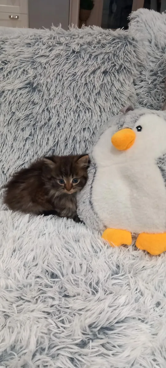 Beautiful long-haired kittens - Image 2