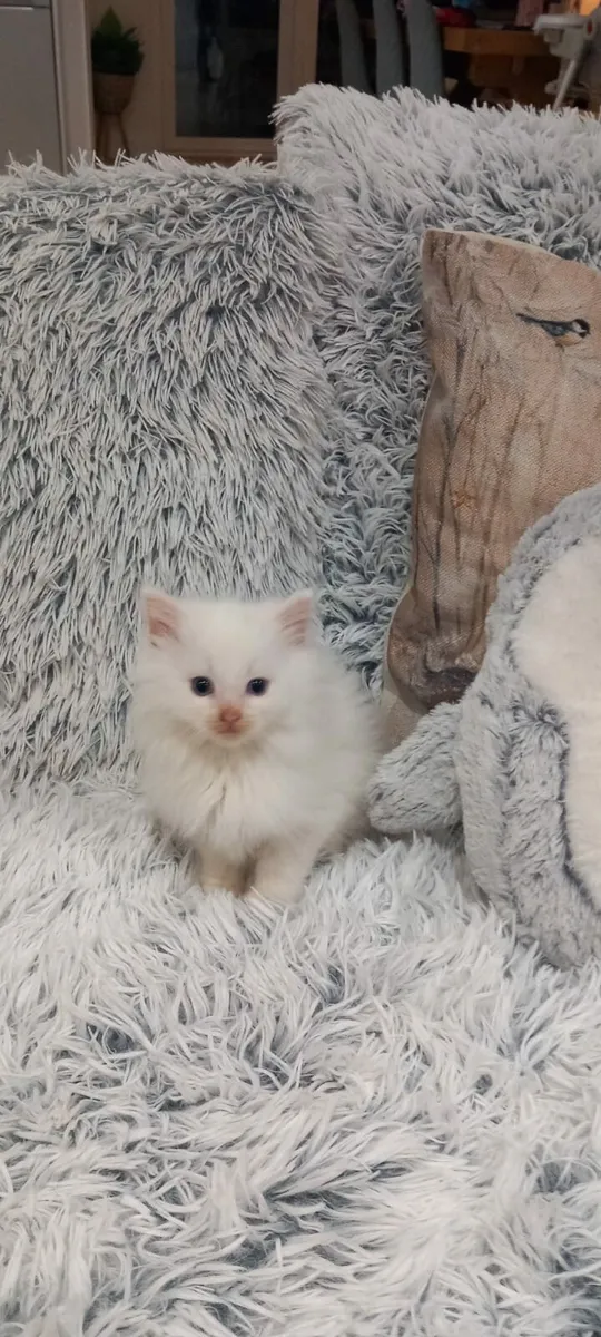 Beautiful long-haired kittens - Image 3