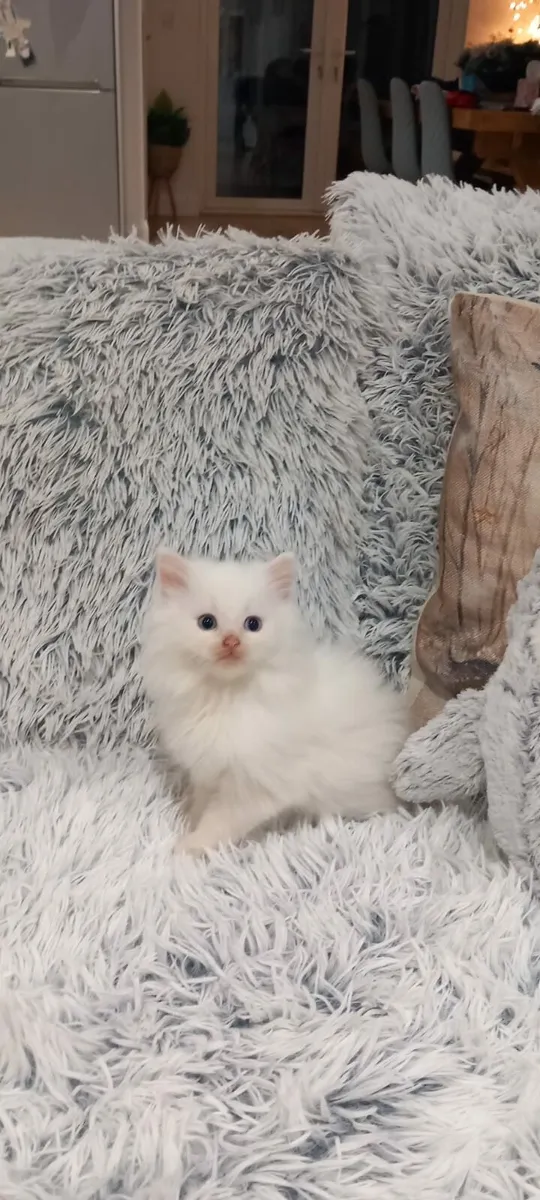 Beautiful long-haired kittens - Image 4