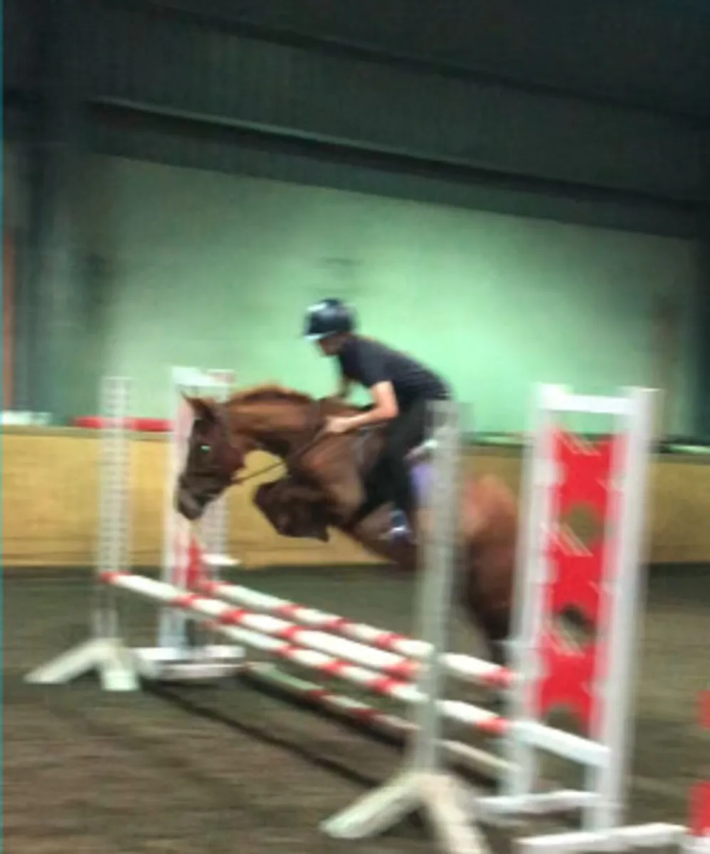 ✨123cm pony, 6 and 7 year old prospect ✨ - Image 2