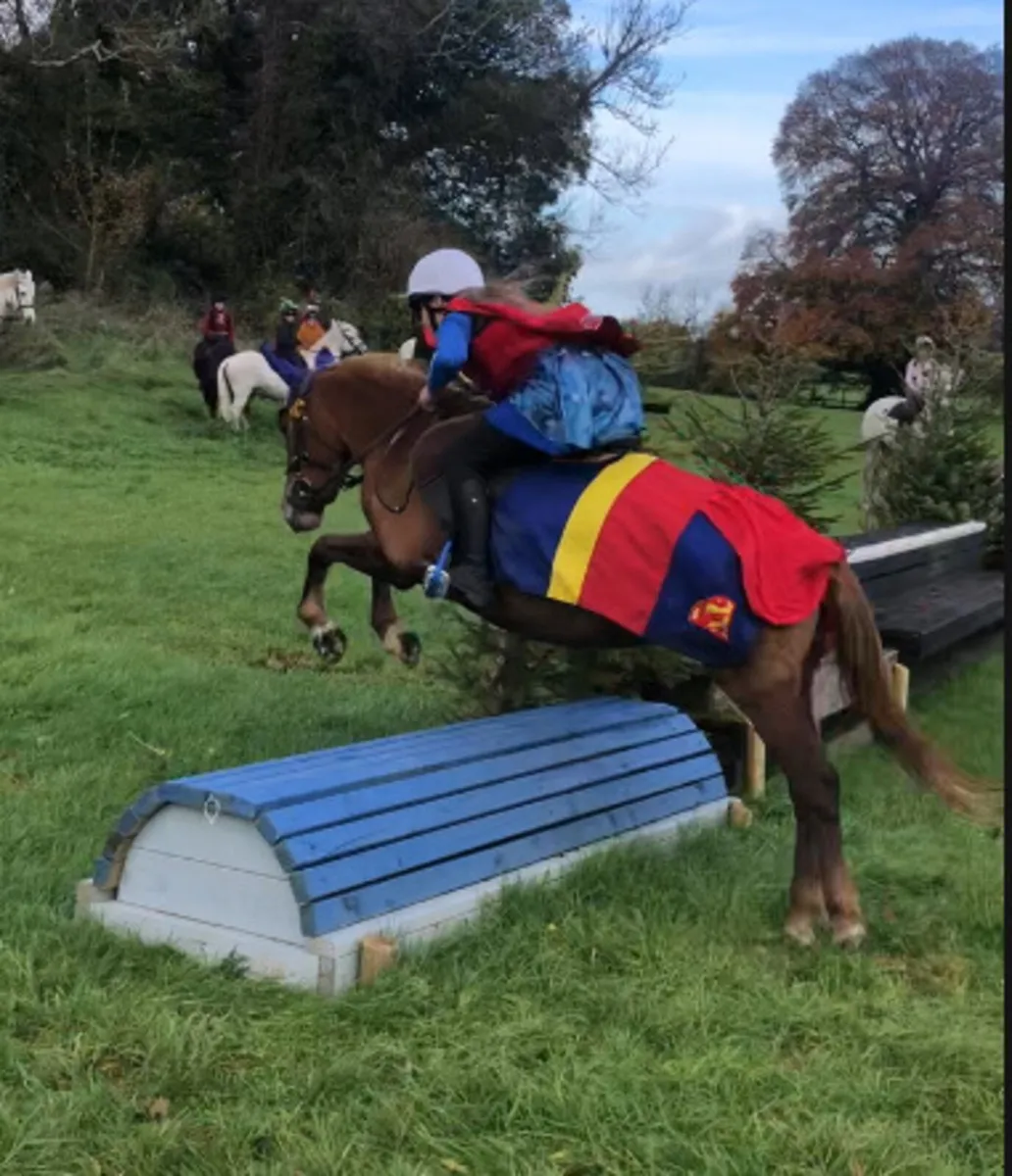 ✨123cm pony, 6 and 7 year old prospect ✨ - Image 3