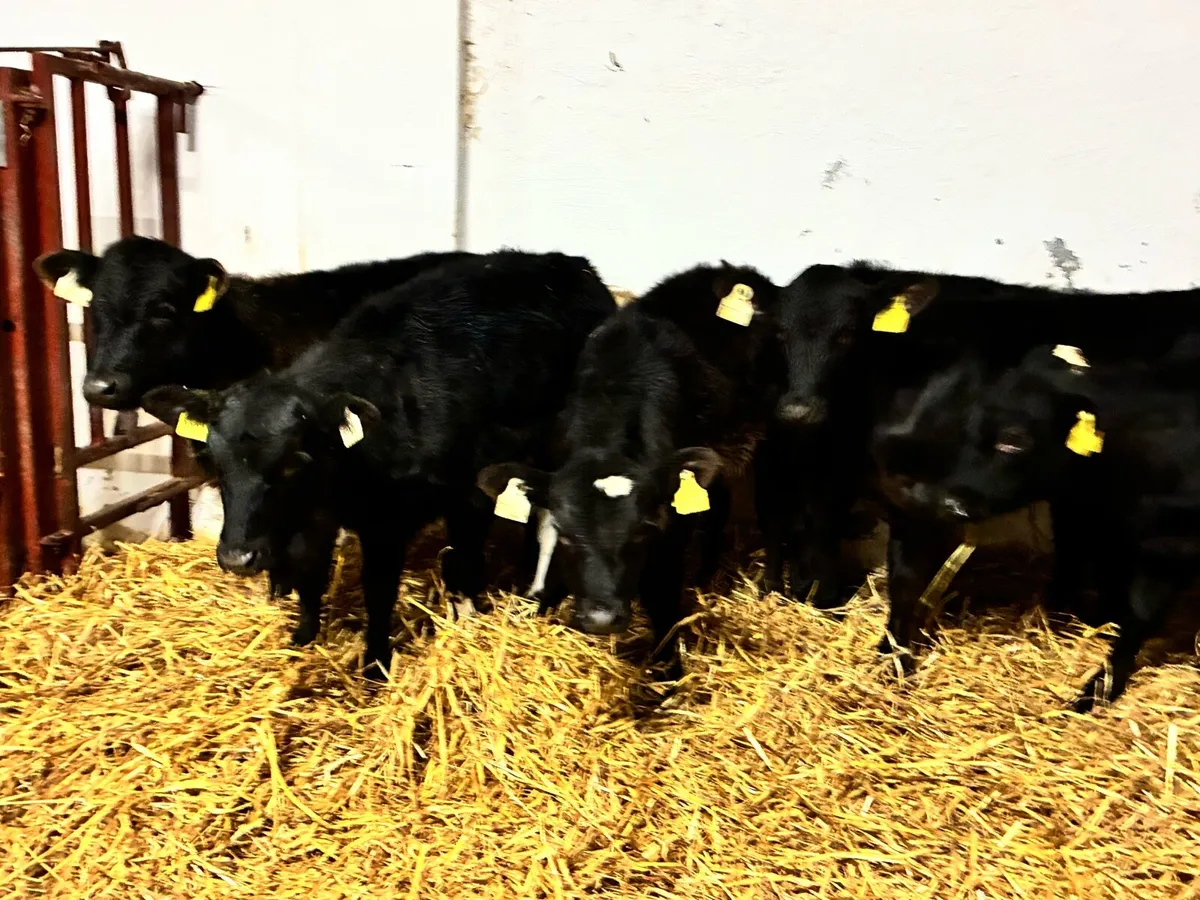 9 Angus runners for sale - Image 2