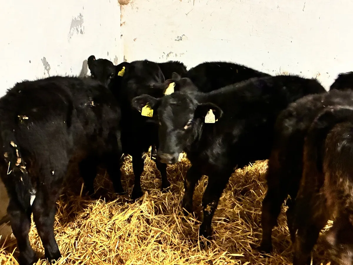 9 Angus runners for sale - Image 3