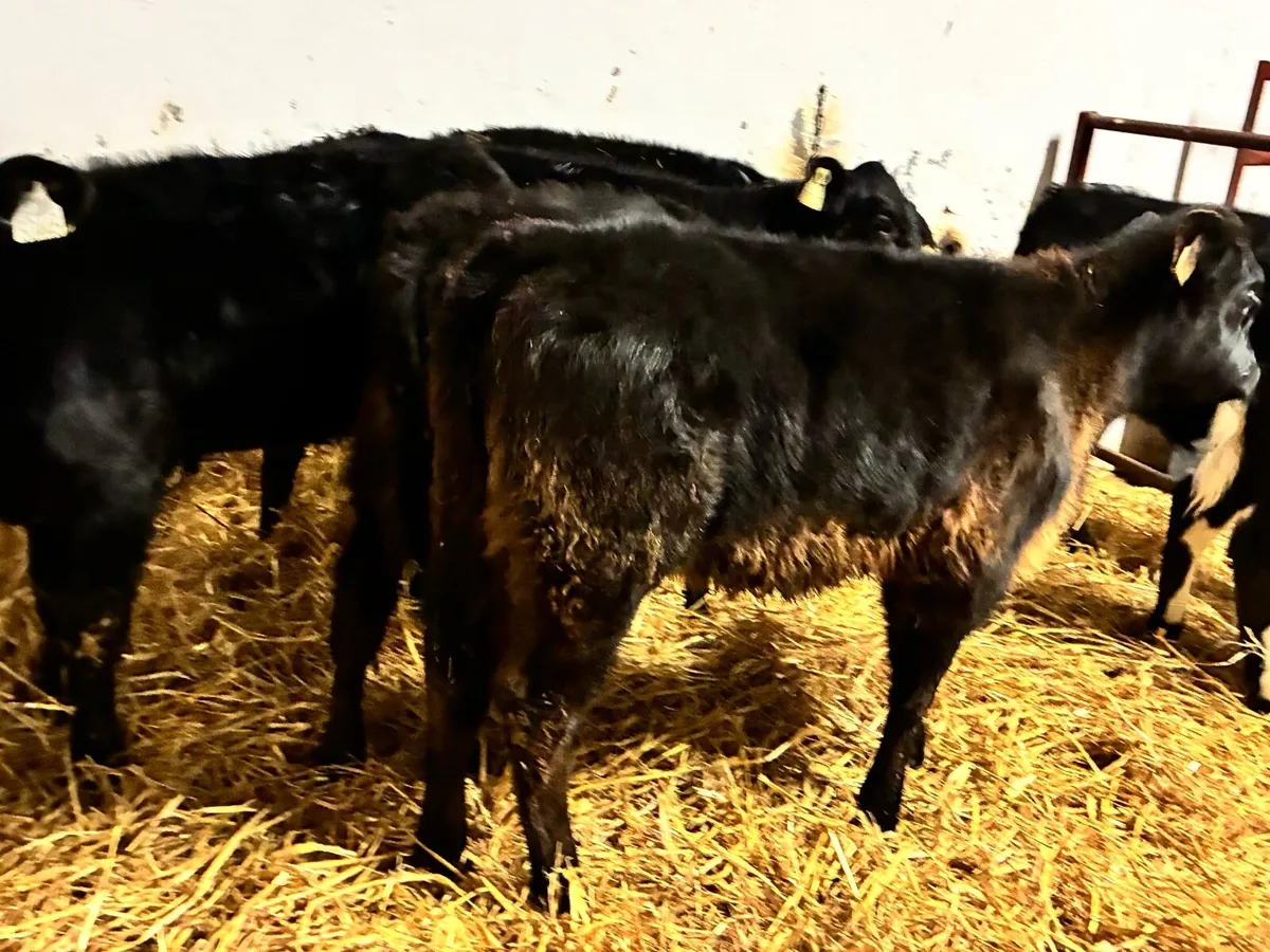 9 Angus runners for sale - Image 4