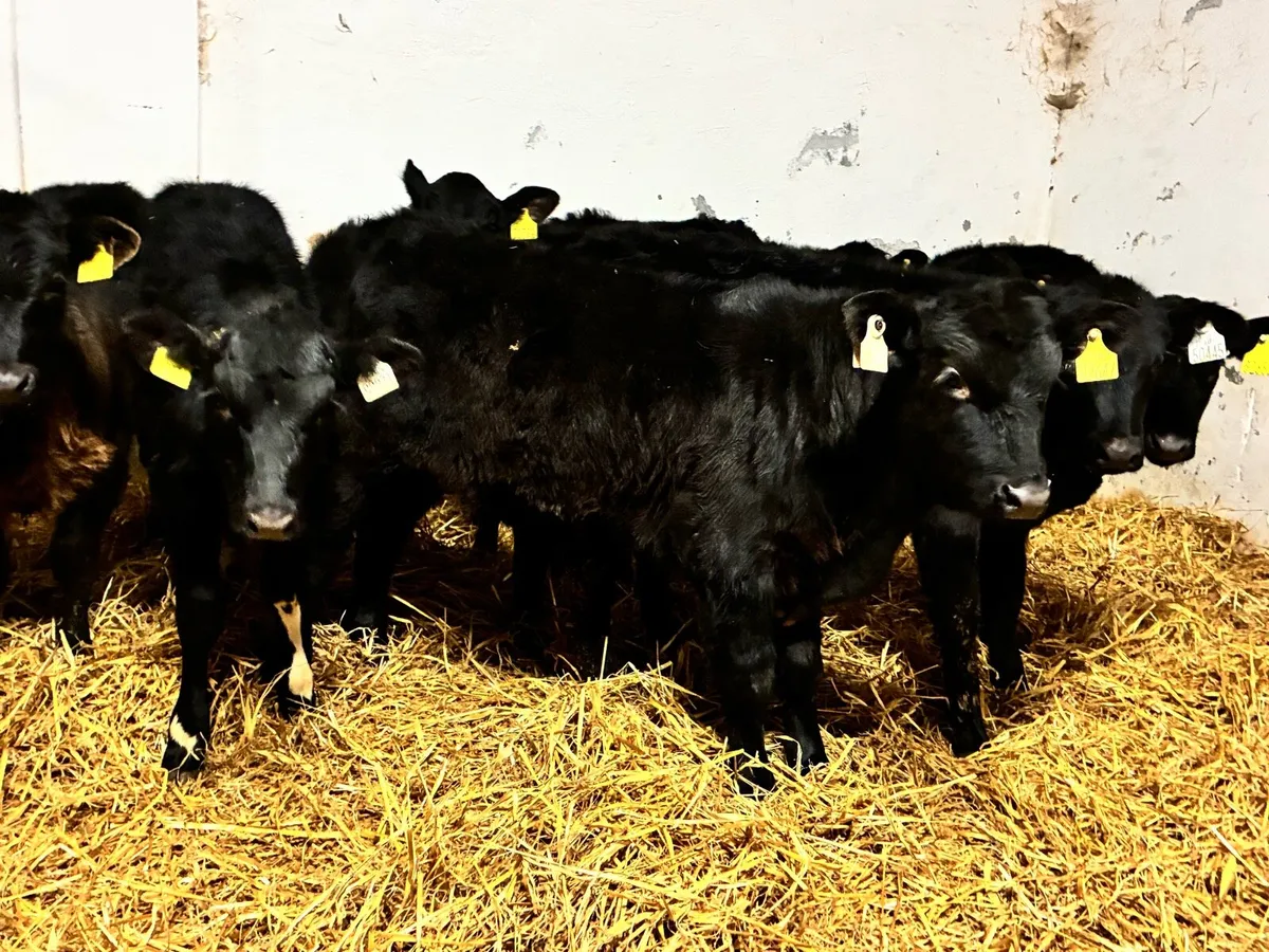 9 Angus runners for sale - Image 1