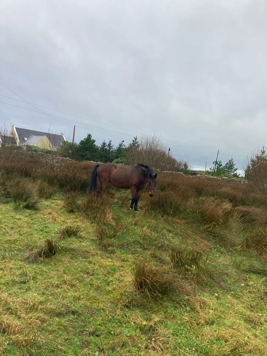 16 hand sports mare - Image 2