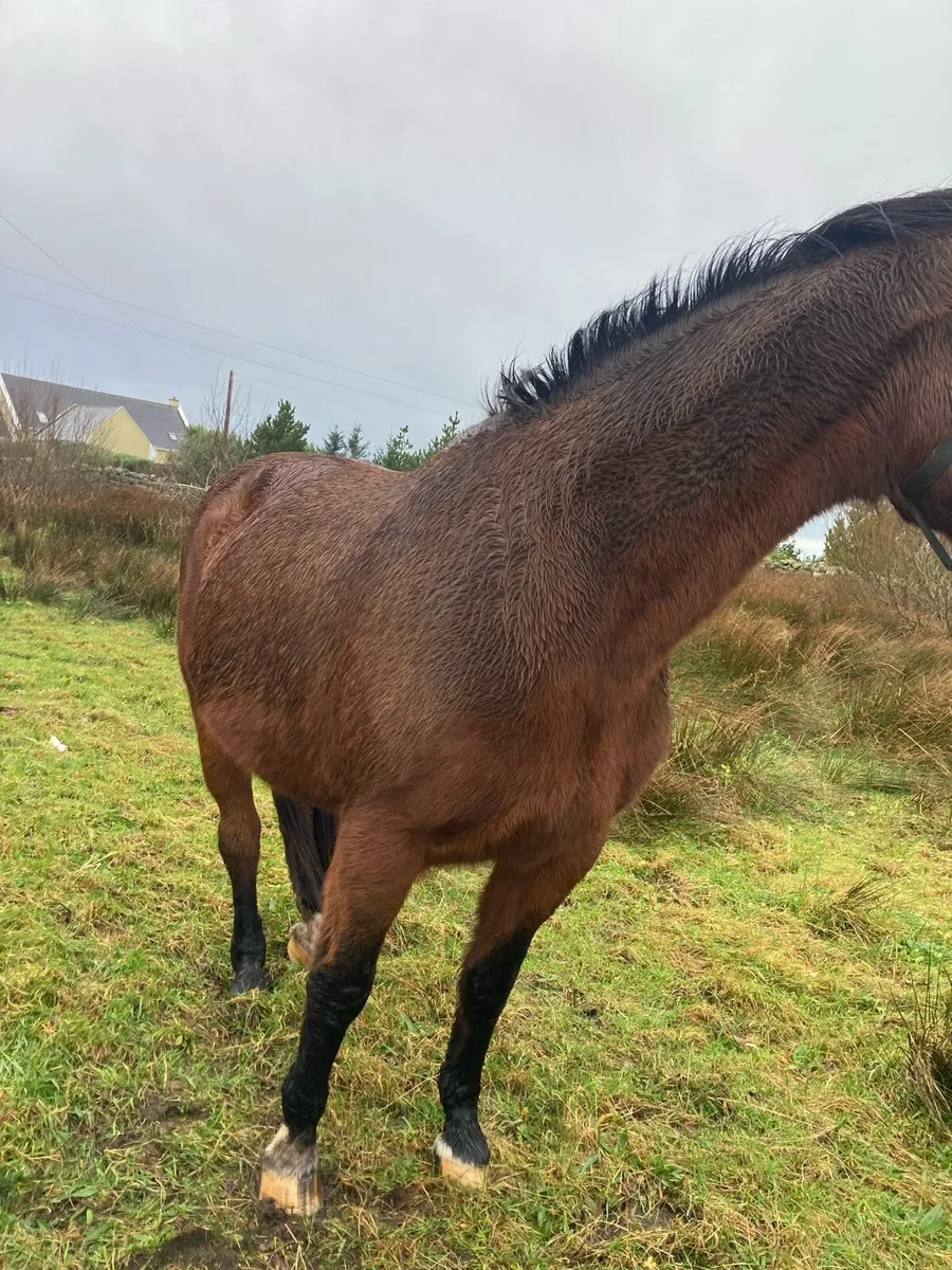 16 hand sports mare - Image 1