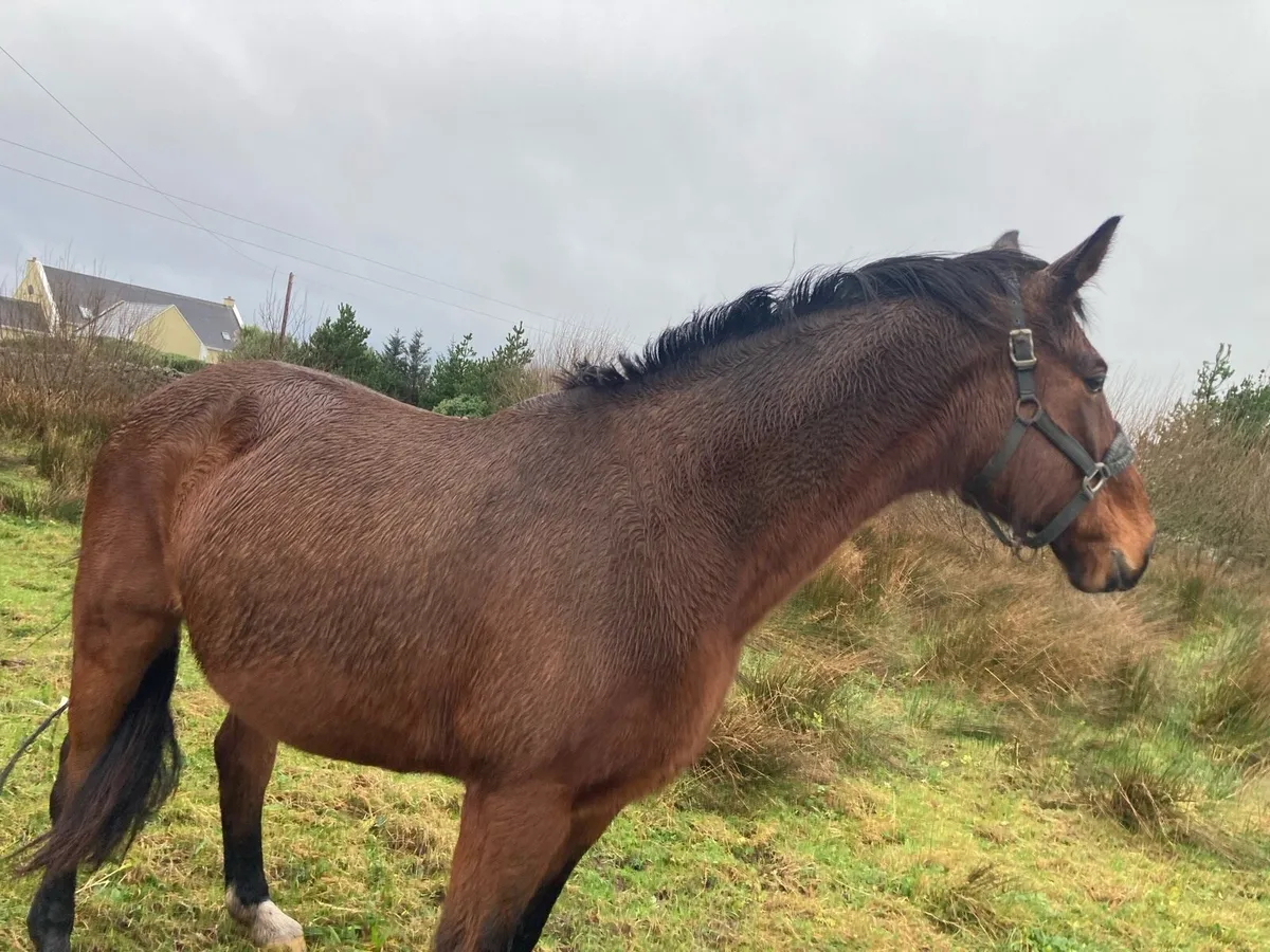 16 hand sports mare - Image 4