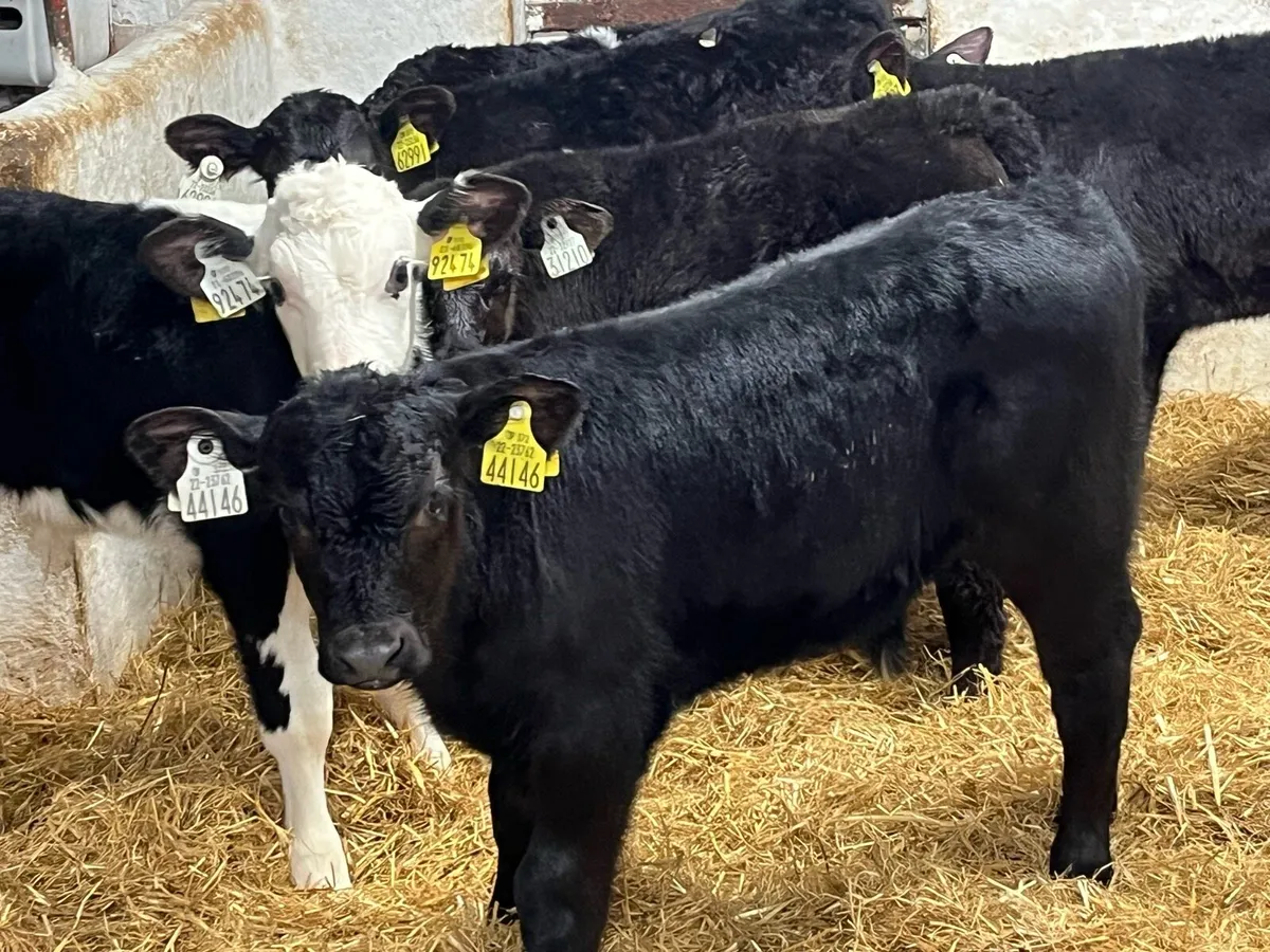 Super Quality Bull Calves - Image 1