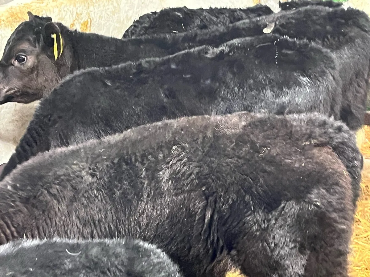 Super Quality Bull Calves - Image 2