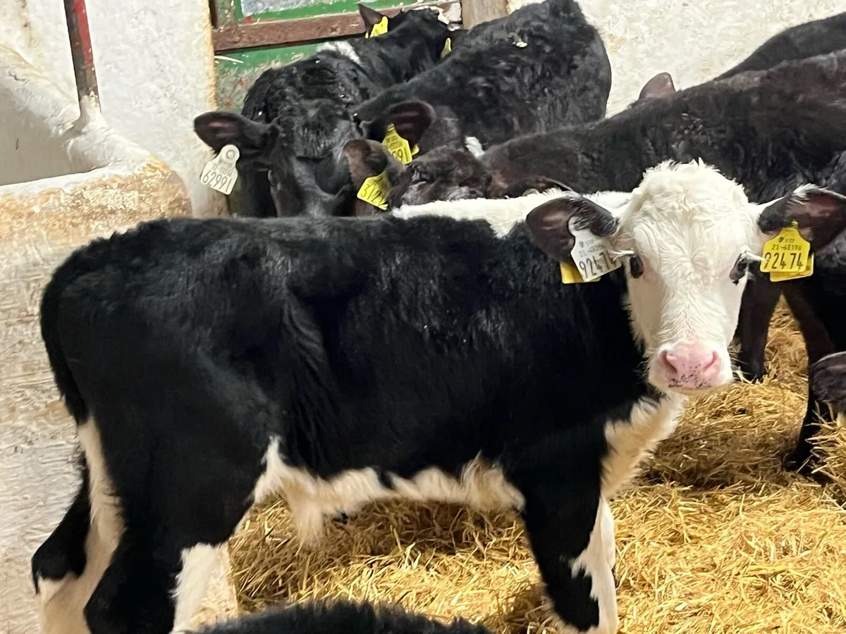 Super Quality Bull Calves - Image 3