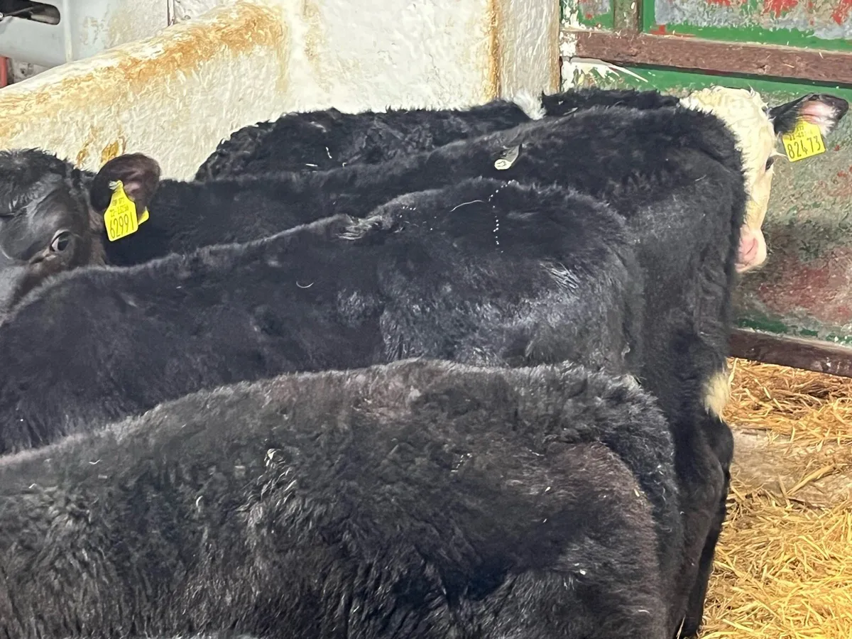 Super Quality Bull Calves - Image 4