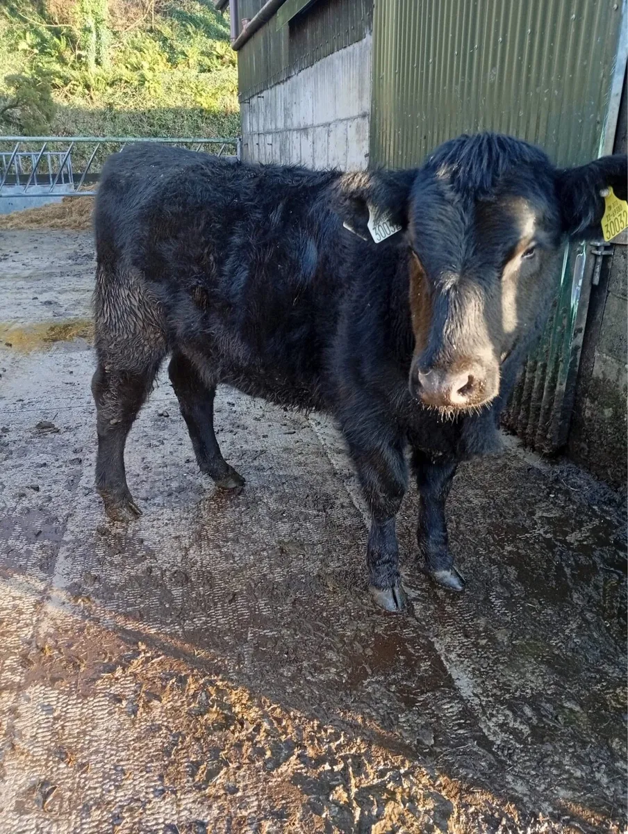 6 Full Symbol Organic Suckler Weanling Heifers - Image 1