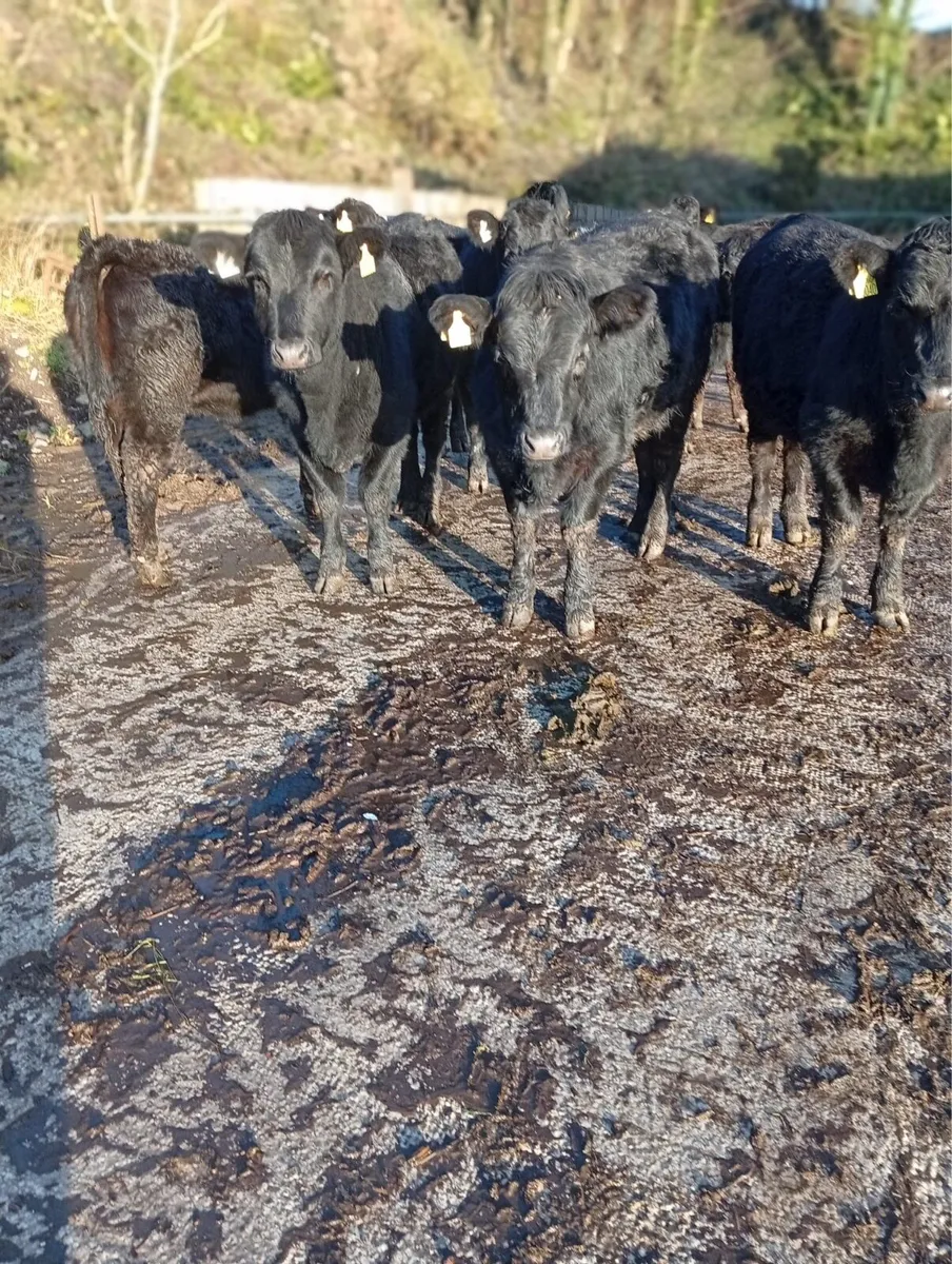 6 Full Symbol Organic Suckler Weanling Heifers - Image 2