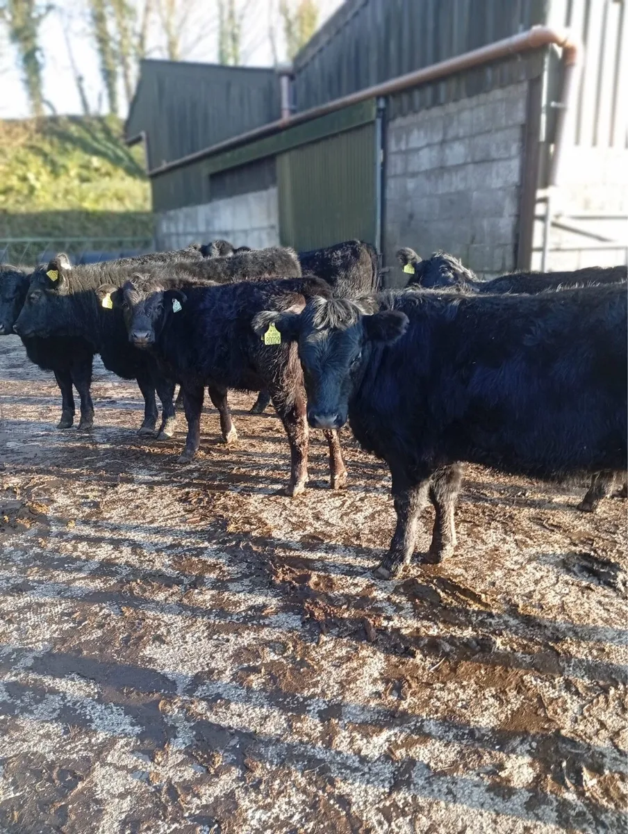 6 Full Symbol Organic Suckler Weanling Heifers - Image 3