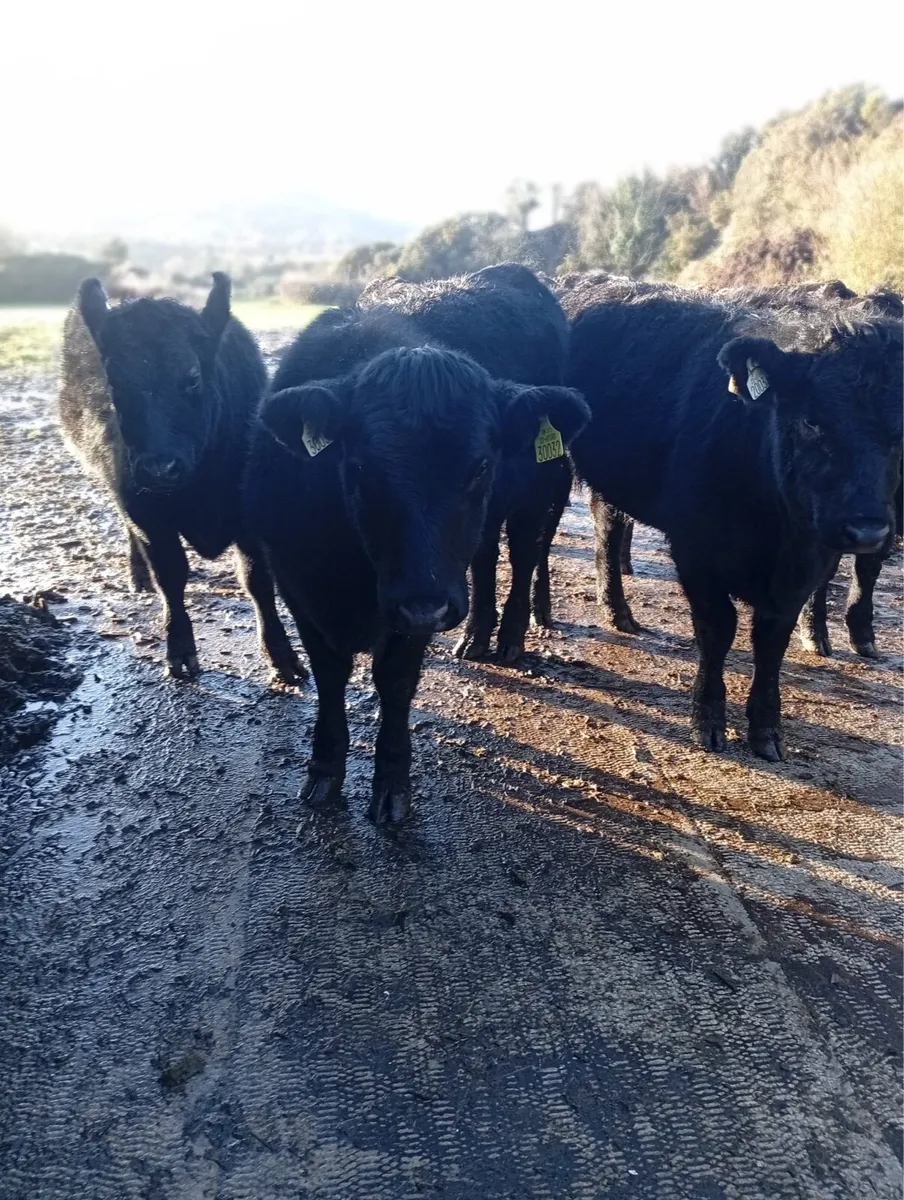 6 Full Symbol Organic Suckler Weanling Heifers - Image 4