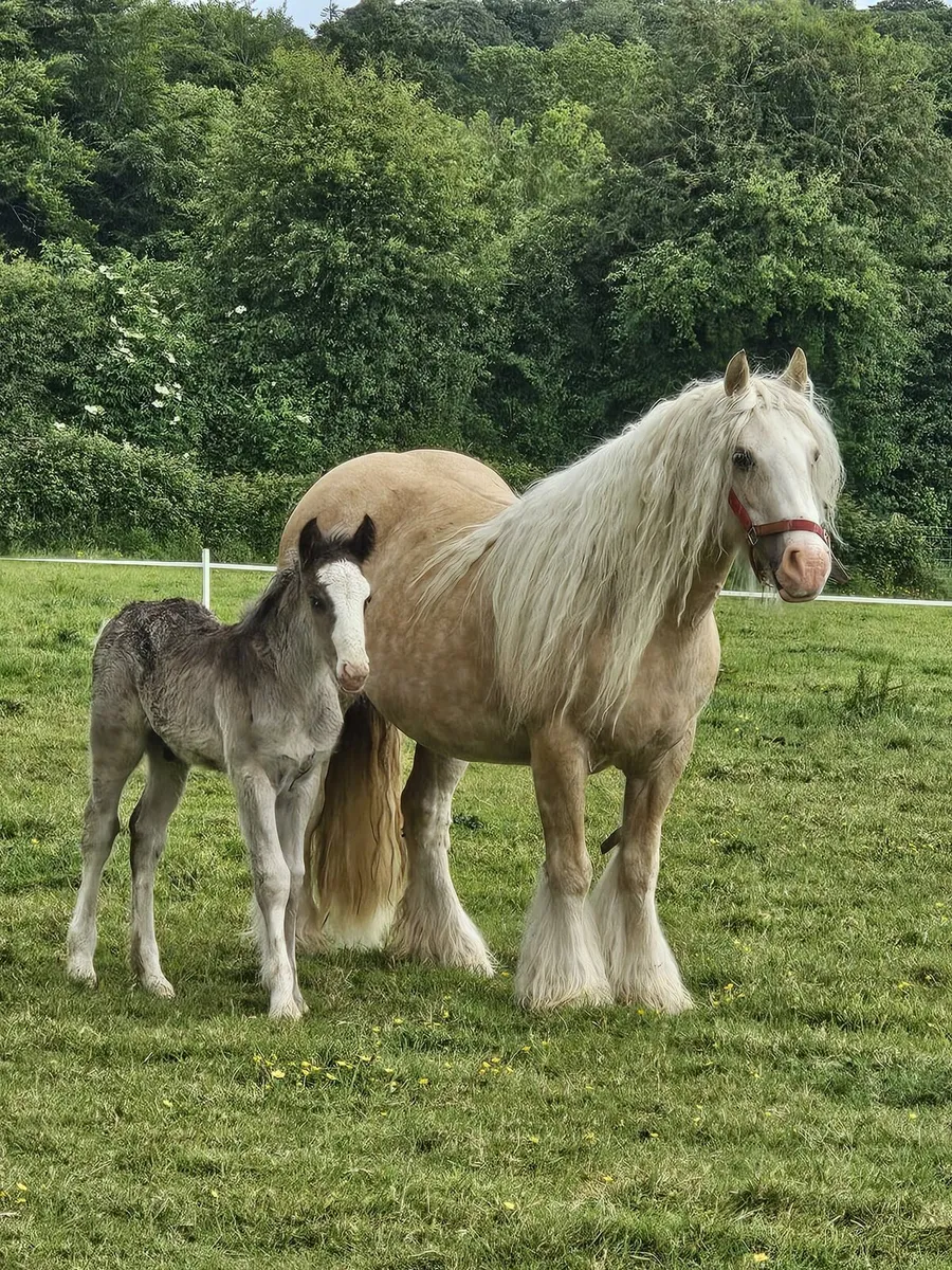 Palomino mare in foal - Image 1
