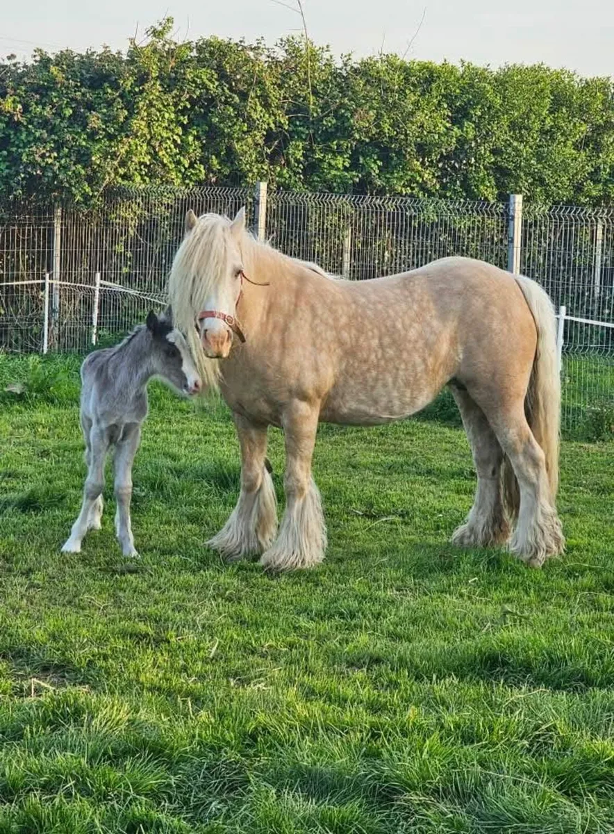 Palomino mare in foal - Image 2